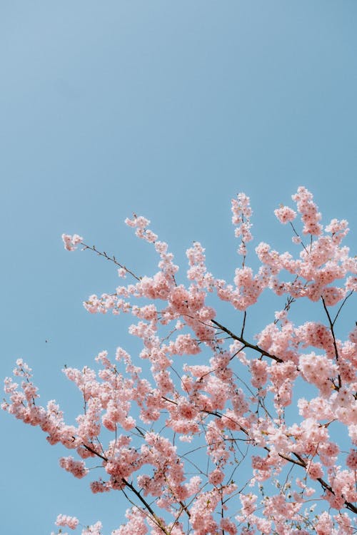 Foto profissional grátis de árvore, céu azul, espaço do texto