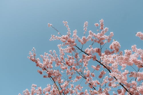 ฟรี คลังภาพถ่ายฟรี ของ ก้าน, ดอกซากุระ, ดอกไม้สีชมพู คลังภาพถ่าย