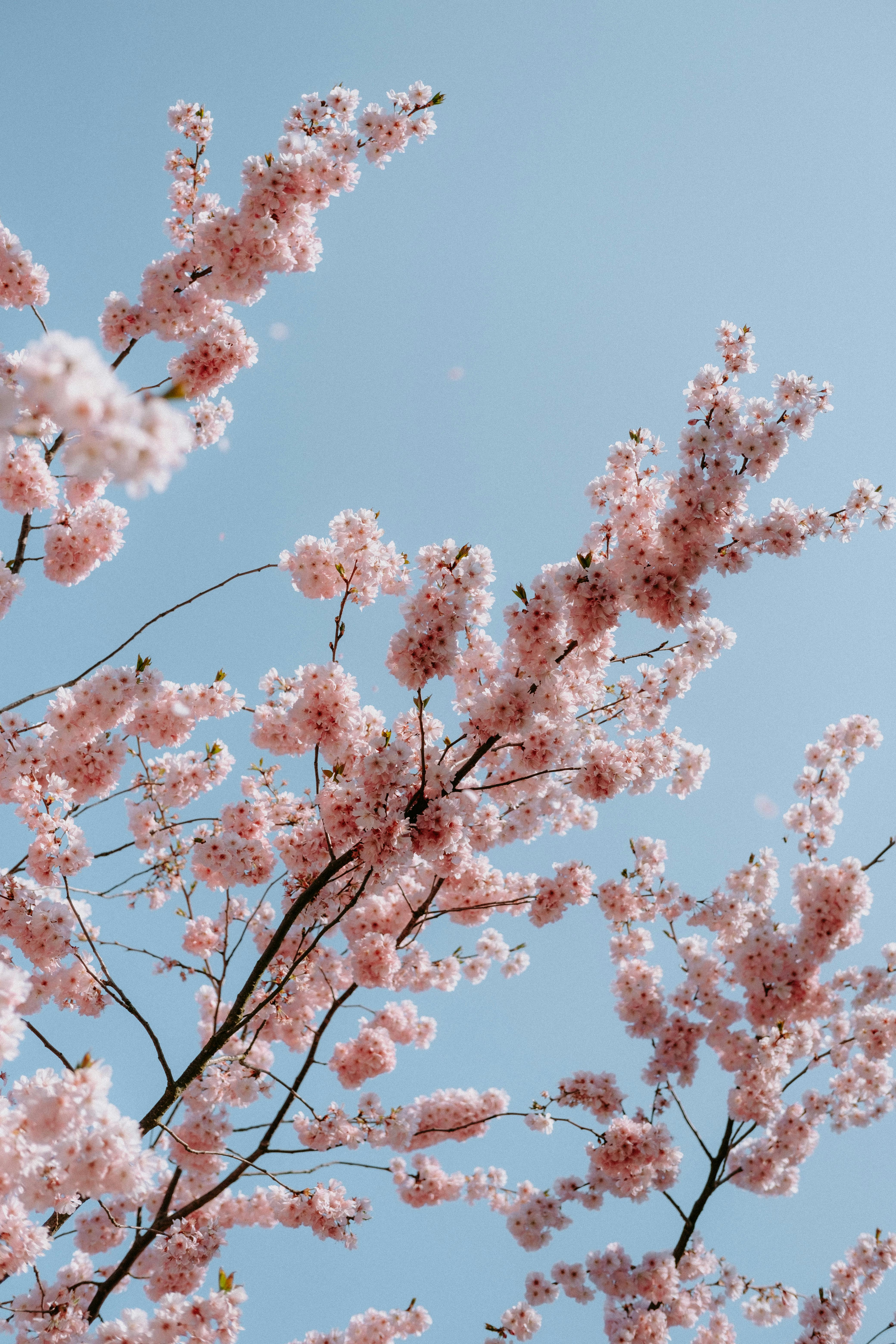 Cherry Tree Photos, Download The BEST Free Cherry Tree Stock Photos & HD  Images