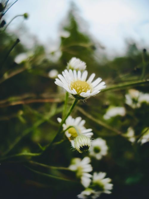 Free Detailed close-up of white daisies in bloom, showcasing nature's beauty with a vibrant green background. Stock Photo