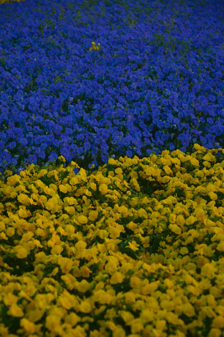 Yellow And Purple Flowers In A Field