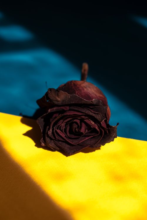 Free A detailed close-up of a dried rose resting on a vivid yellow and blue surface. Artistic composition. Stock Photo