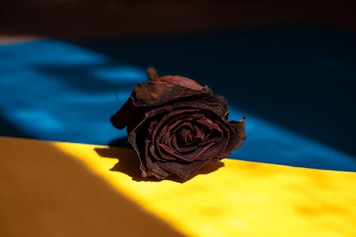Dried Red Rose on Yellow and Blue Surface