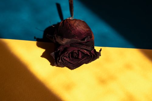 Free Close-up of a dried rose on a vibrant yellow and blue background. Stock Photo
