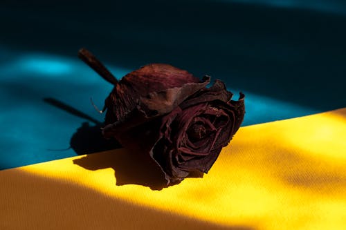 A Wilted Red Rose on a Yellow and Blue Surface