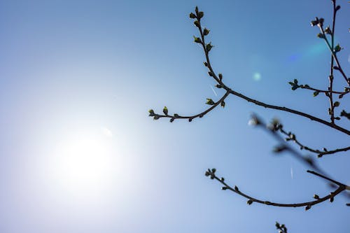 Foto profissional grátis de céu azul, primavera