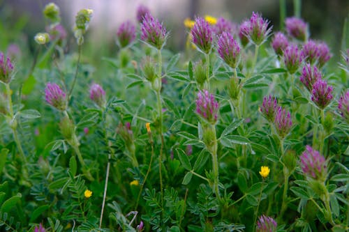 Безкоштовне стокове фото на тему «trifolium hirtum, вродлива, делікатний»