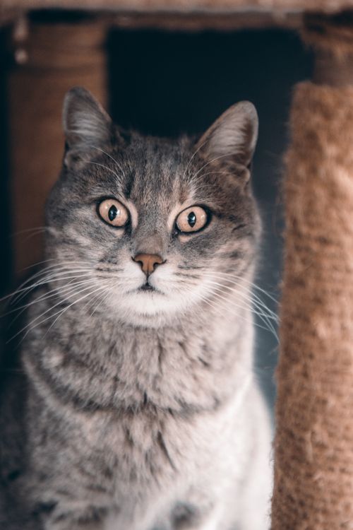 Free Detailed close-up of a grey cat indoors, highlighting its expressive eyes and soft whiskers. Stock Photo