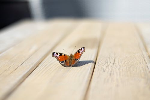 Close-up of a Butterfly on a Wooden Surface