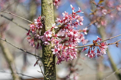 Imagine de stoc gratuită din flori în primăvară