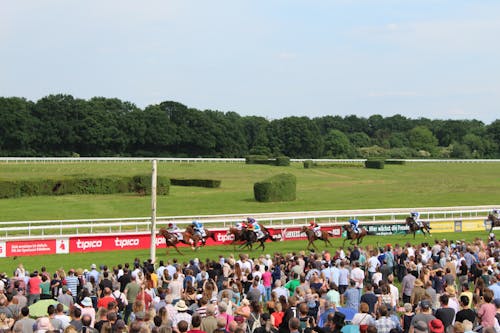 Free stock photo of cologne, competition, horse