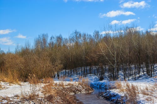Foto profissional grátis de árvores nuas, céu azul, coberto de neve