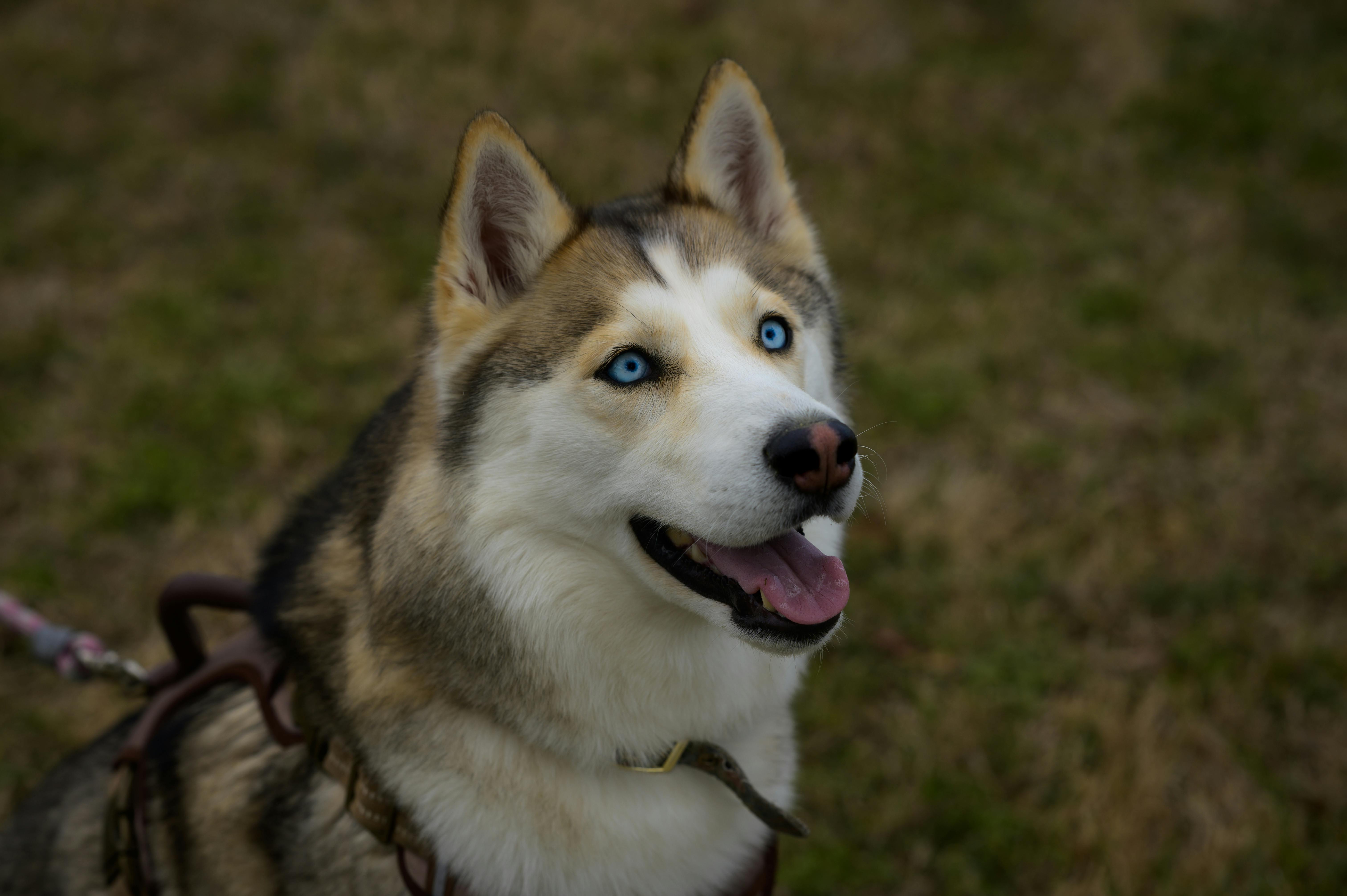 Close-Up Shot of a Husky