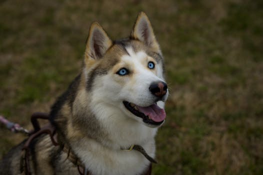 Adorable Siberian Husky with blue eyes enjoying the outdoors in Smithfield, NC.
