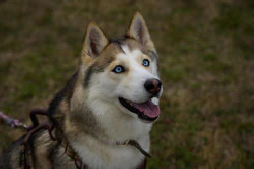 Free Adorable Siberian Husky with blue eyes enjoying the outdoors in Smithfield, NC. Stock Photo