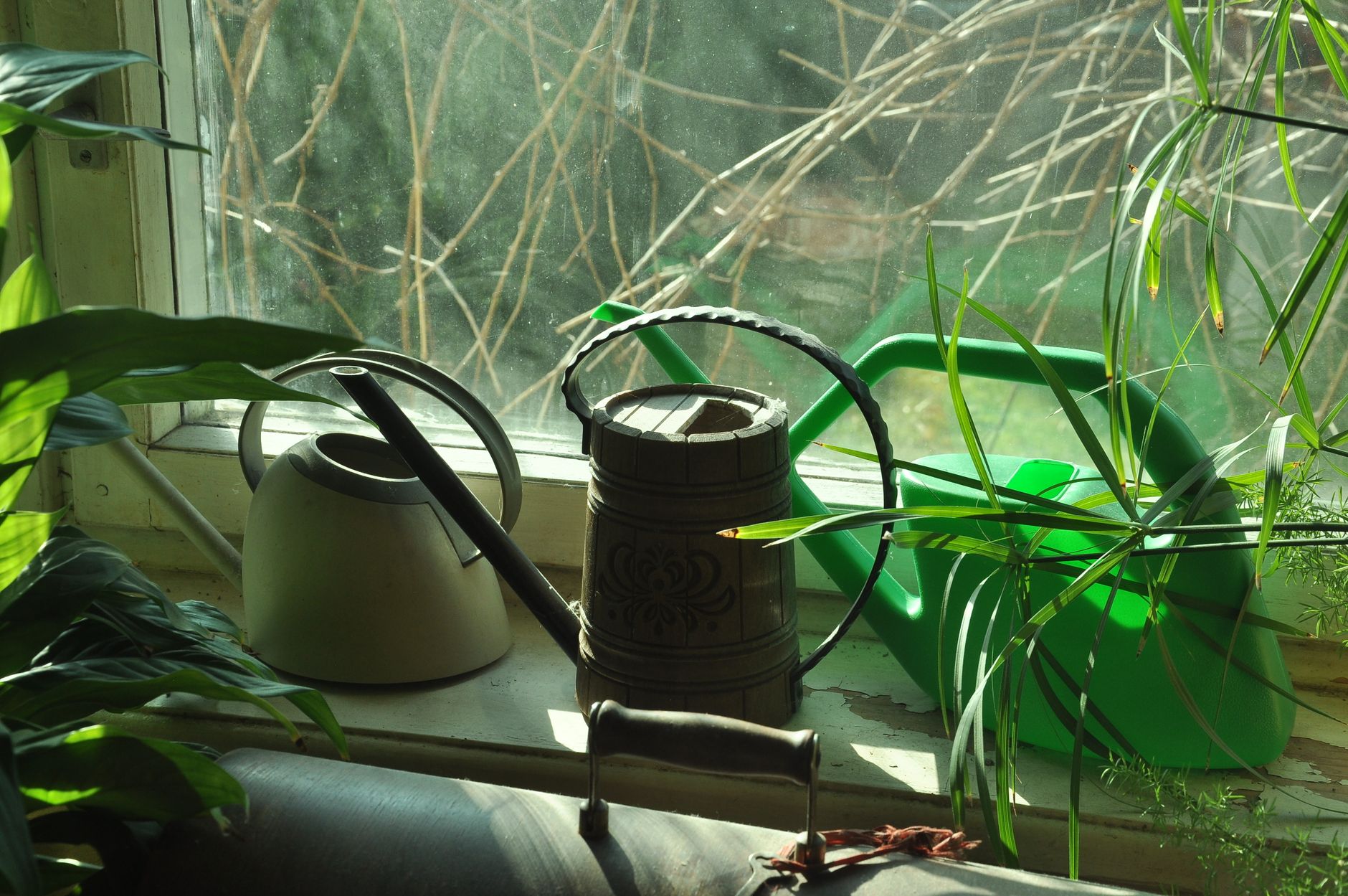 woman watering microgreen trays on sunny windowsill morning light