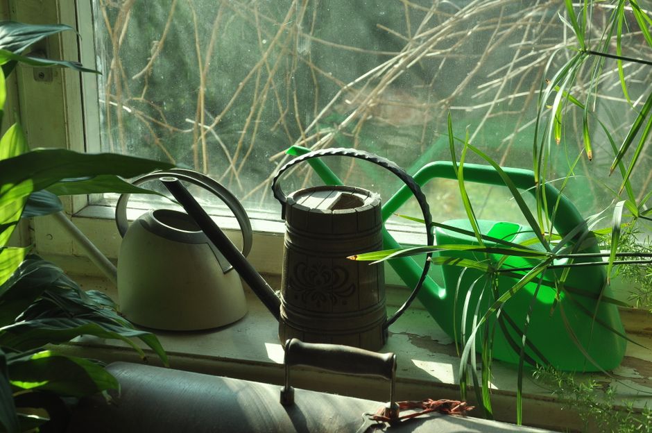 Sunlit indoor plants with watering cans on a windowsill, creating a tranquil and green ambiance.