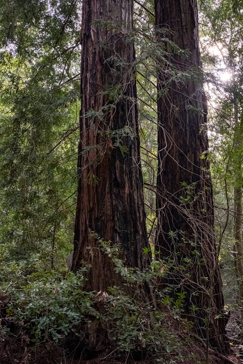 Trunks of the Trees in the Forest