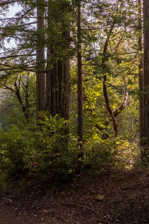 Free A tranquil forest scene with sunlight filtering through towering trees, capturing the beauty of nature. Stock Photo