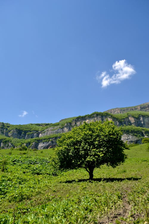 나무, 들판, 산의 무료 스톡 사진