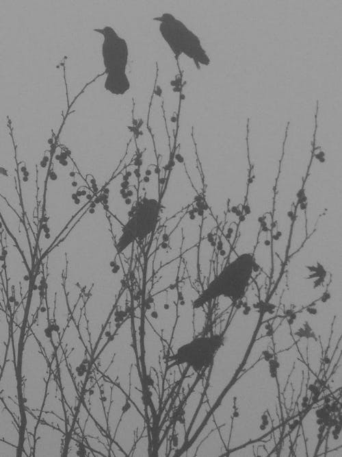 Foto profissional grátis de corvo, escuro, preto branco
