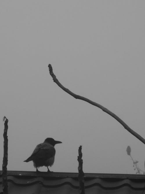 漆黑, 霧, 鳥類 的 免费素材图片