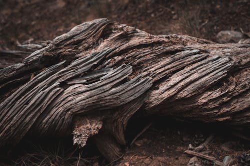 Základová fotografie zdarma na téma dřevo, kmen stromu, mrtvý strom
