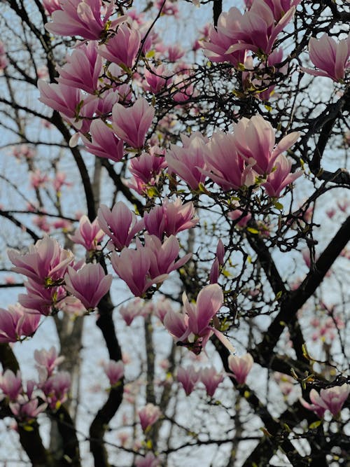 Foto profissional grátis de broto, flora, flores cor-de-rosa