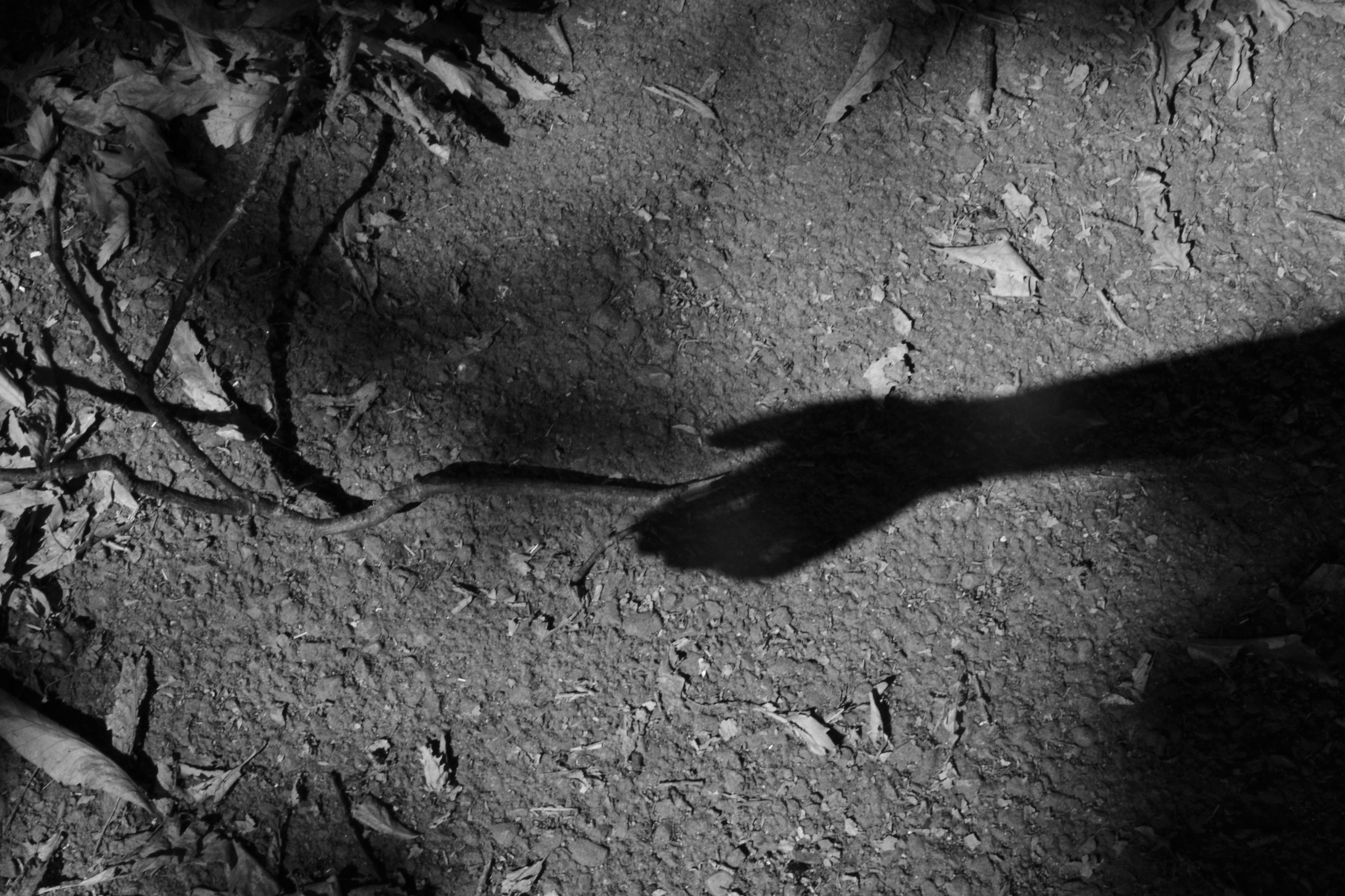 Le Mystère des Ombres qui Murmurent dans le Manoir des Silences Brisés : Quand les Ténèbres Refusent