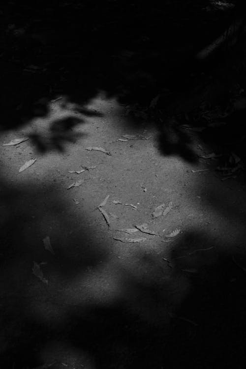 Darmowe zdjęcie z galerii z cień, drzewo