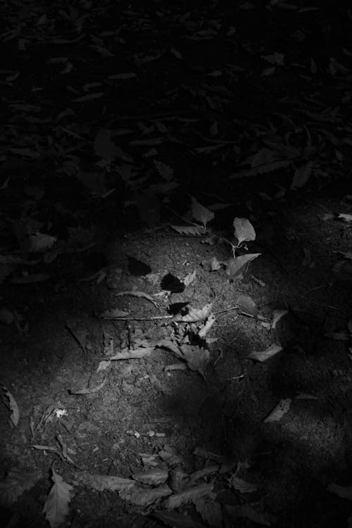 Foto profissional grátis de floresta profunda, sombra