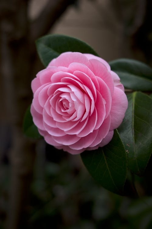Imagine de stoc gratuită din floare, floare roz roz, focalizare selectivă
