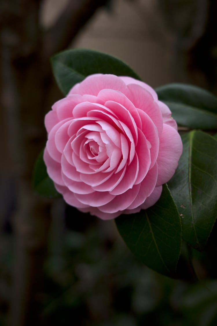 Beautiful Pink Japanese Camellia Flower