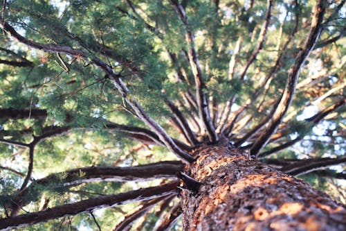 Low Angle Photo of Tree