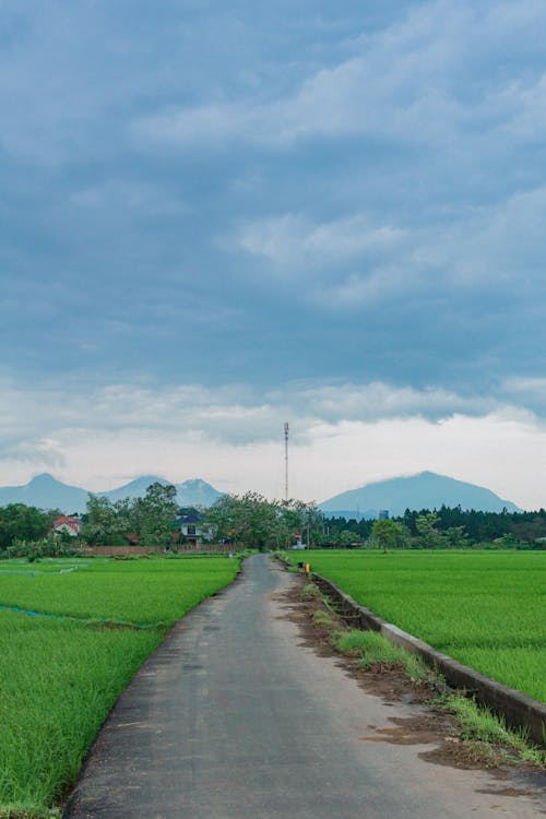 Foto profissional grátis de arrozal, caminho, céu nublado