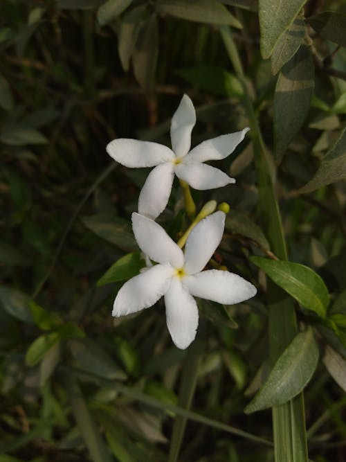 
A Close-Up Shot of Jasmine Flowers