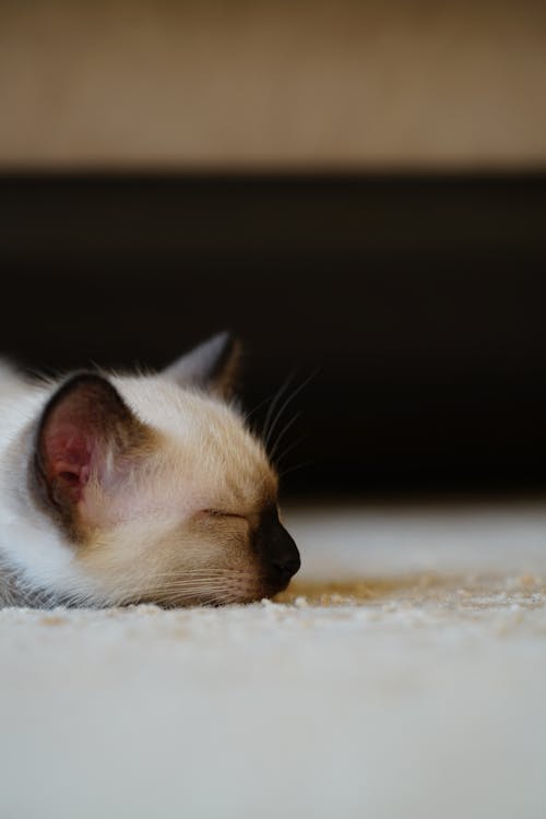 Free White and Brown Cat  Stock Photo