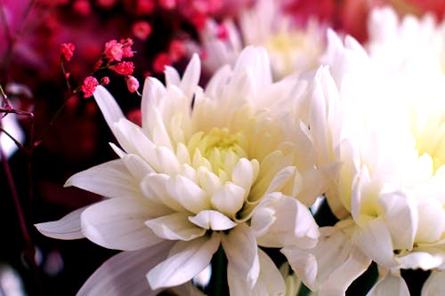 
A Close-Up Shot of White Chrysanthemum Flowers in Bloom