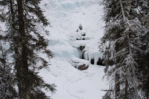 Foto d'estoc gratuïta de arbres, caramells, congelat