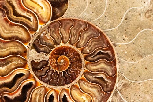 ammonite, Antik, arka fon içeren Ücretsiz stok fotoğraf
