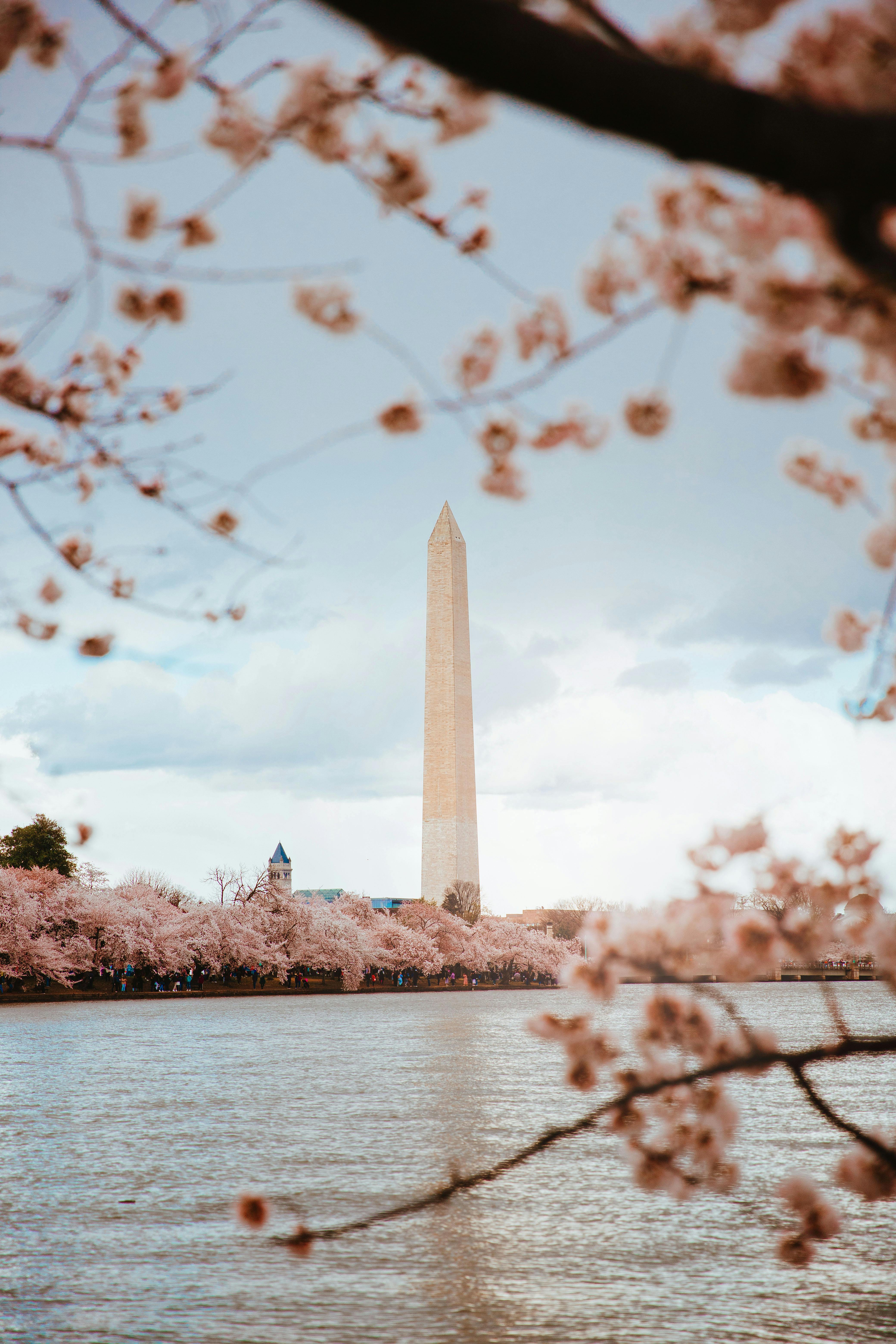 DC Cherry Blossom Desktop Wallpapers  Top Free DC Cherry Blossom Desktop  Backgrounds  WallpaperAccess