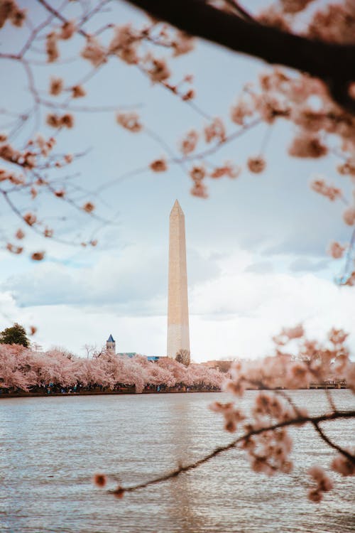 Free Cherry Blossom in Washington D.C. Stock Photo