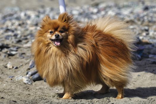 Fluffy Pomeranian dog standing on a rocky beach, enjoying a sunny day.