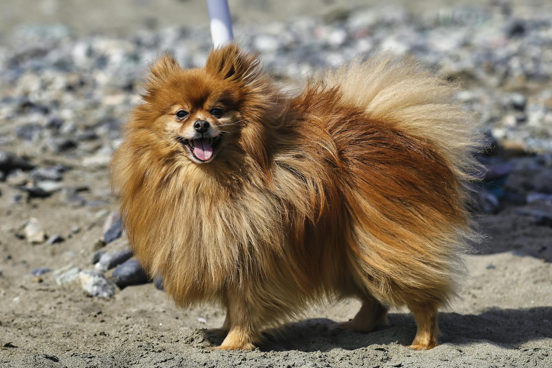 A Tan Pomeranian Standing on Sand