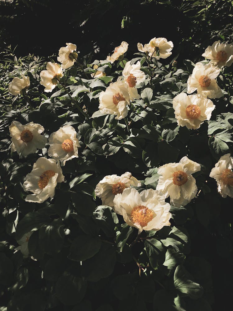 
Golden Peony Flowers In Bloom