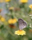 White and Black Butterfly on Yellow Flower
