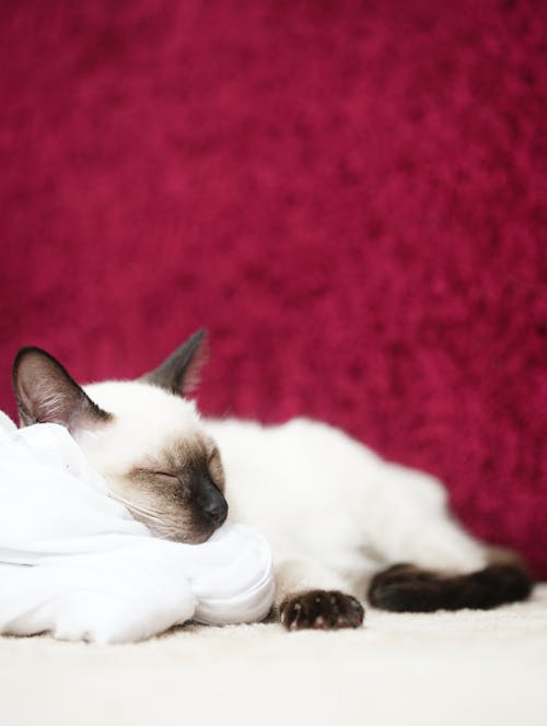 Ingyenes stockfotó alvás, Alvás közben, fehér és barna macska témában