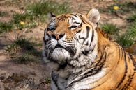 Tiger Lying on Brown Soil