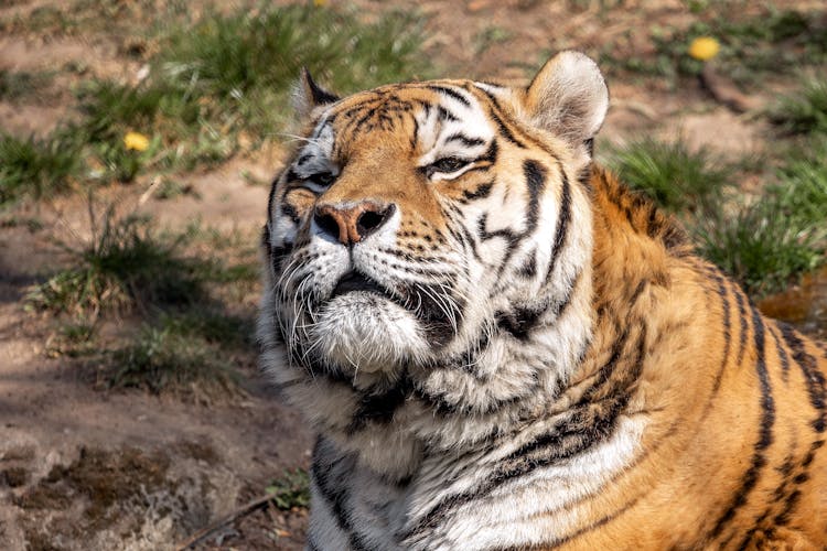 Close-Up Shot Of A Tiger