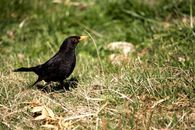Black Bird on Green Grass